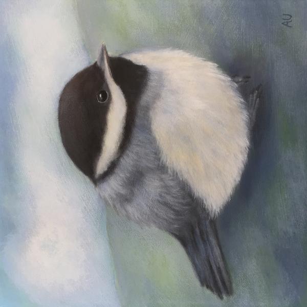 Baby Chickadee
