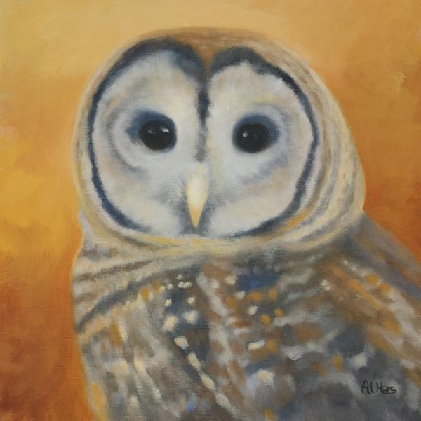 Barred Owl