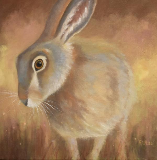 Morning Hare