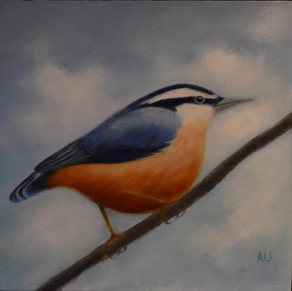 Red-Breasted Nuthatch