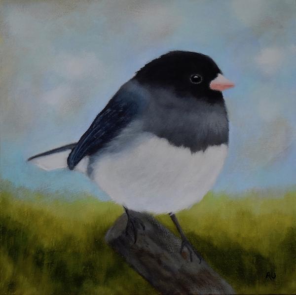 Slate-coloured Junco